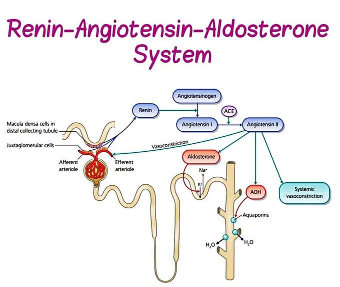 Renal inside Nephron