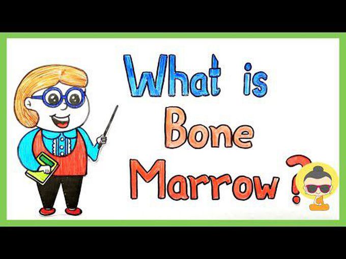 Overview of bone marrow