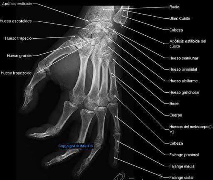 Hand anatomy