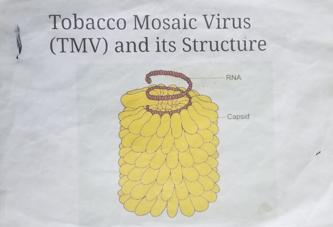 Tobacco Mosaic Virus (TMV) and its Structure