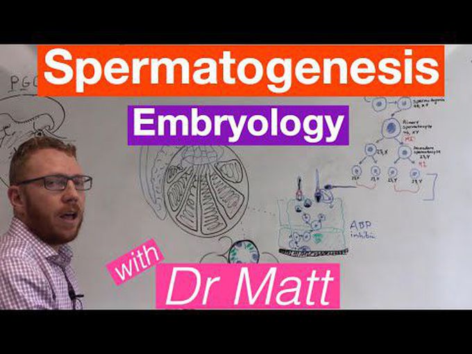 Male Gametogenesis (Spermatogenesis)