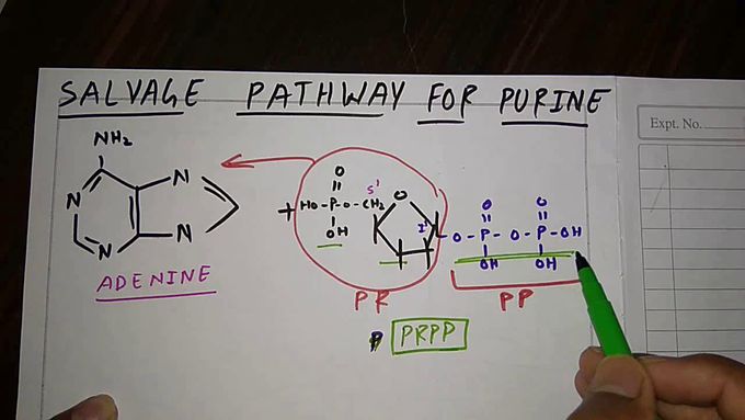 Salvage pathway for purines