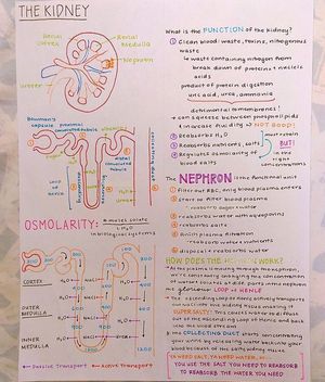 Kidney Functions and Anatomy - MEDizzy