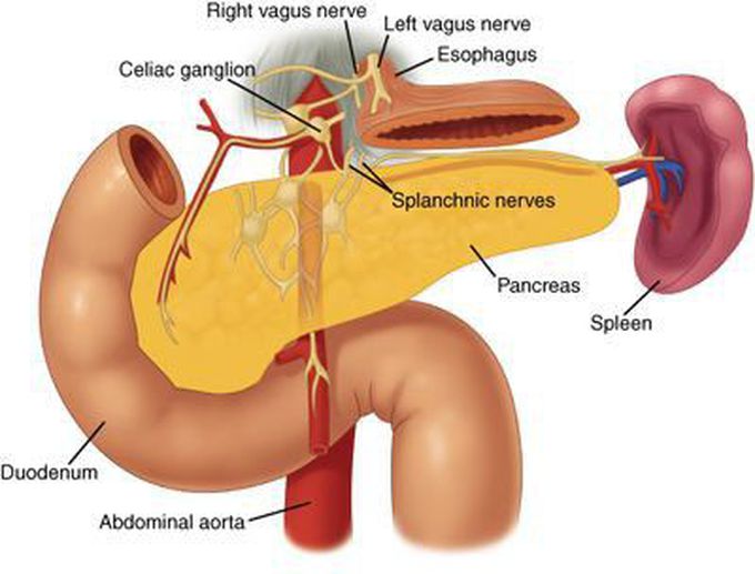 This is how nerve supply of pancreas looks like!