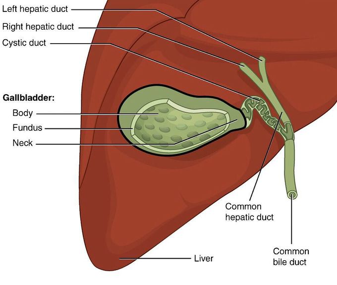 Anatomy of the gallbladder