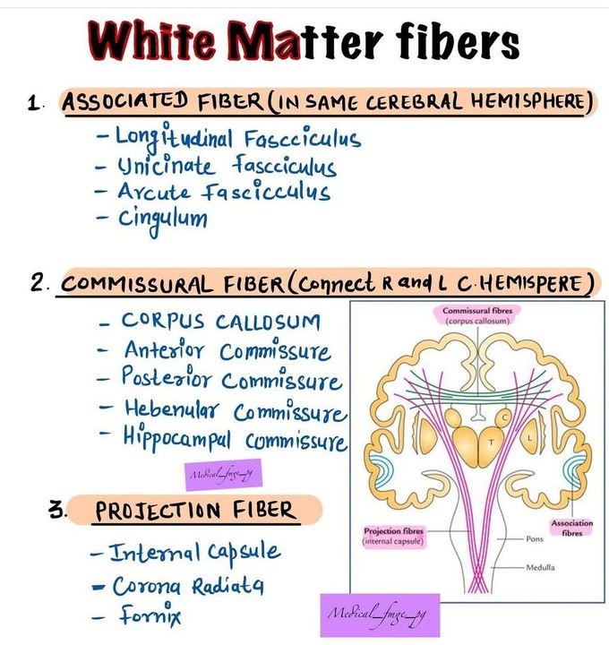 White Matter Fibres