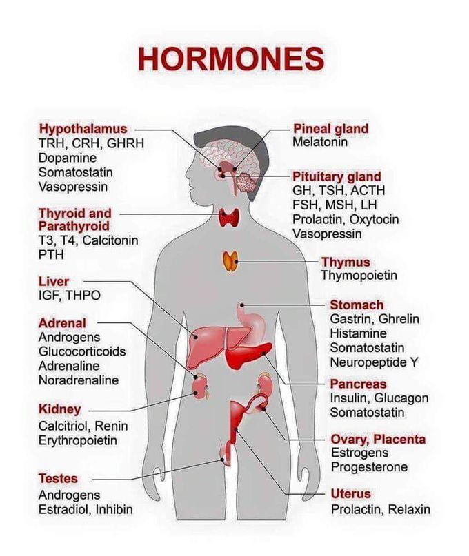 Endocrine