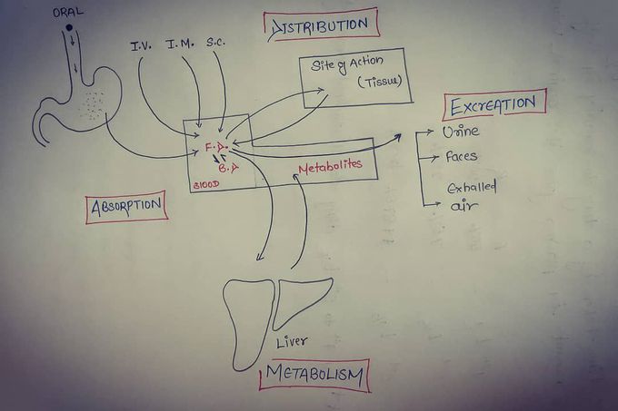 Pharmacokinetics