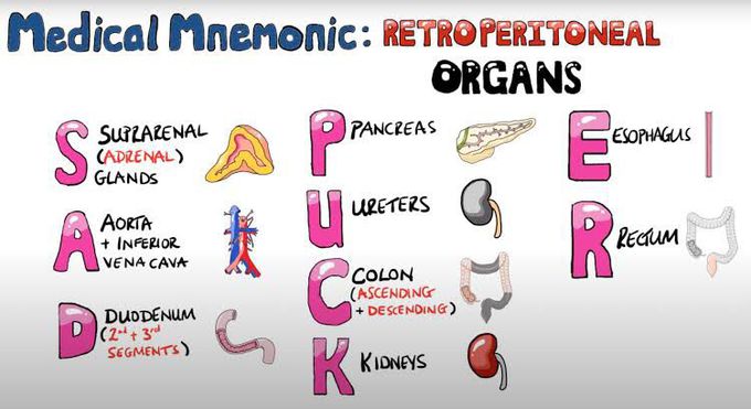 Retroperitoneal Organs