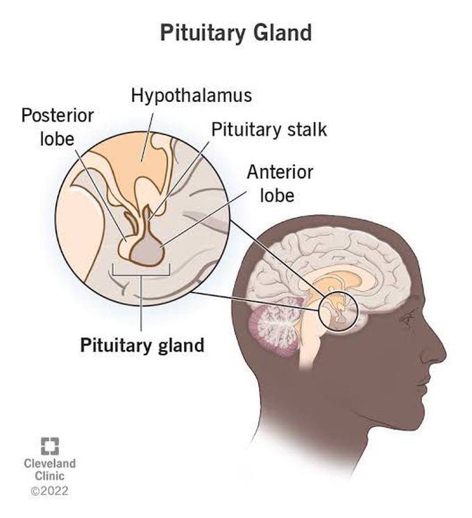 Pituitary gland