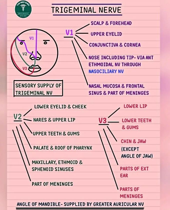 Trigeminal Nerve II