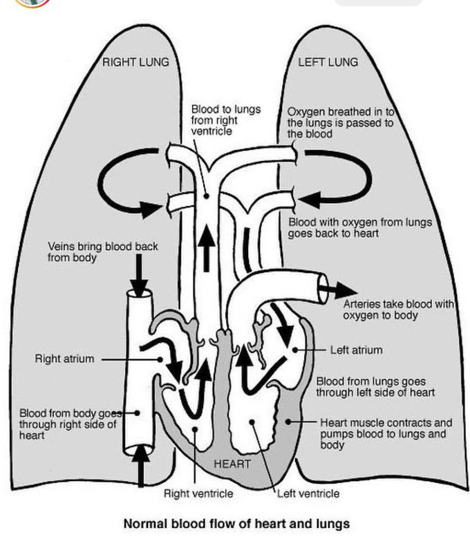 Pulmonary Circulation