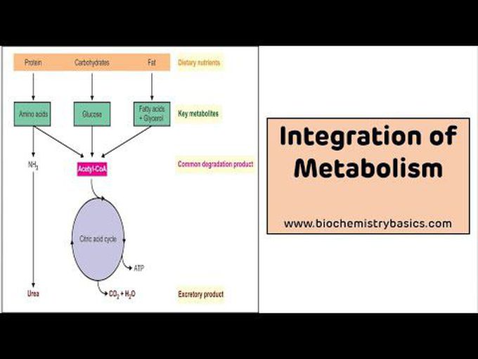 What is Integration of metabolism?