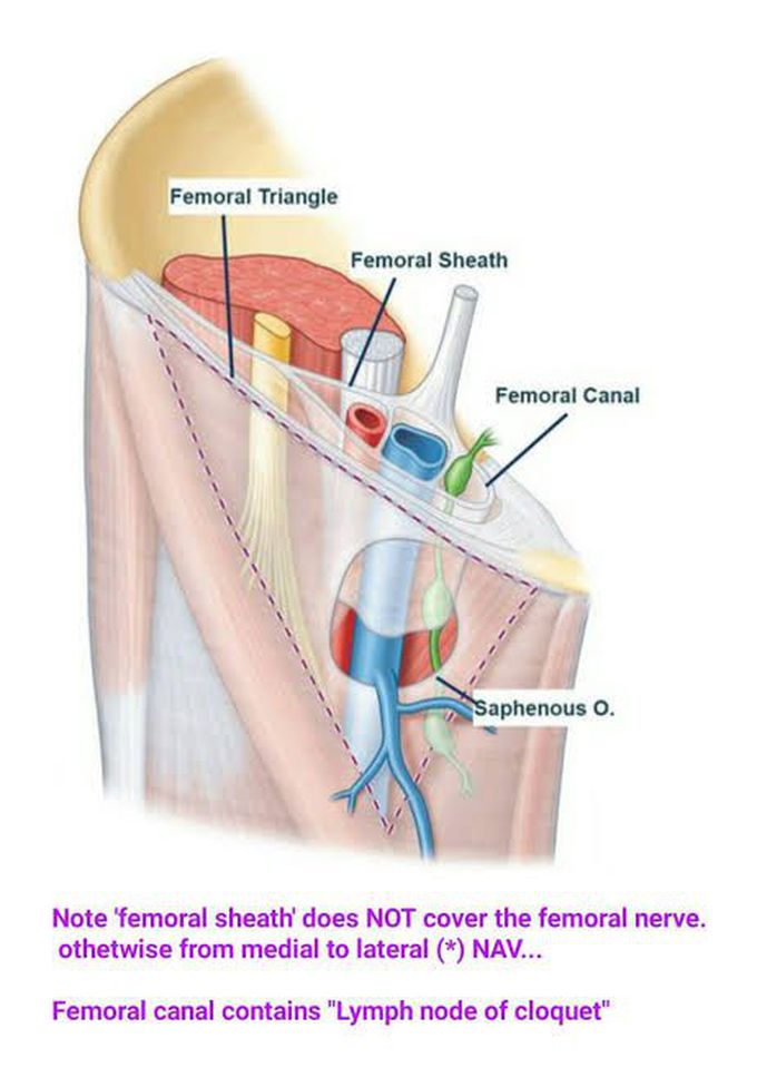 Femoral Sheath