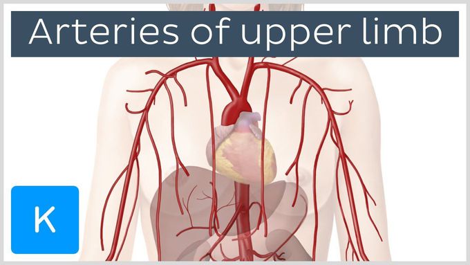 Arteries of the upper limb
