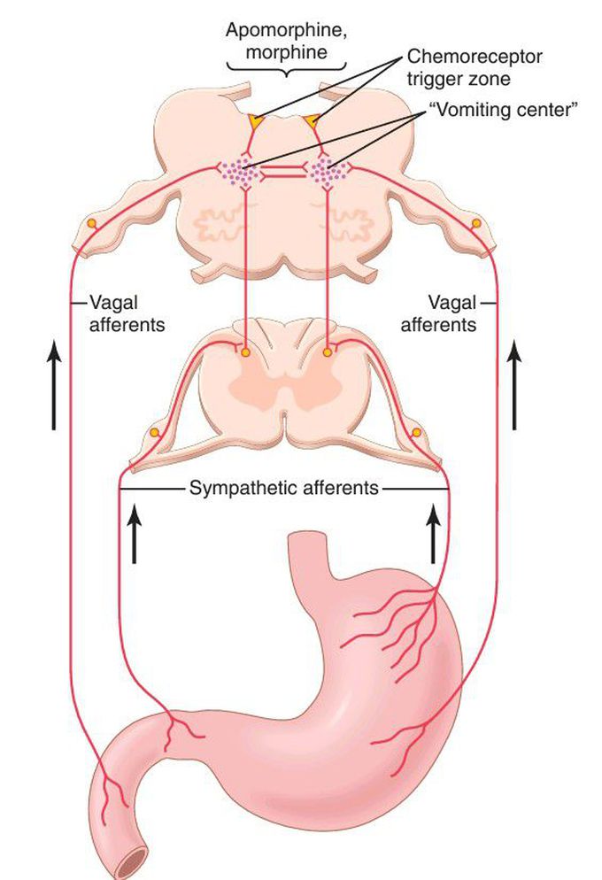 Vomiting center