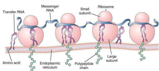 Ribosomes