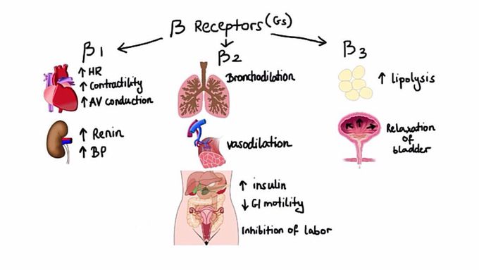 Pharmacology - βreceptors