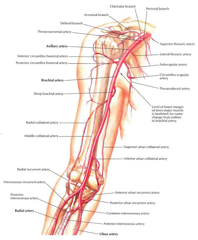 Brachial Artery and Anastomoses Around Elbow

Arterial supply of the Upper Limb Receives the blood supply from the subclavian artery.