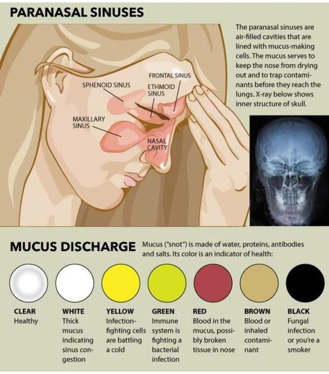 Sinus knowledge