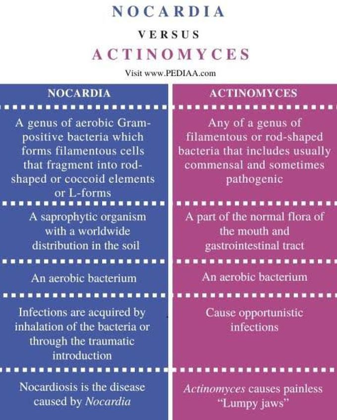 Nocardia Vs actinomyces