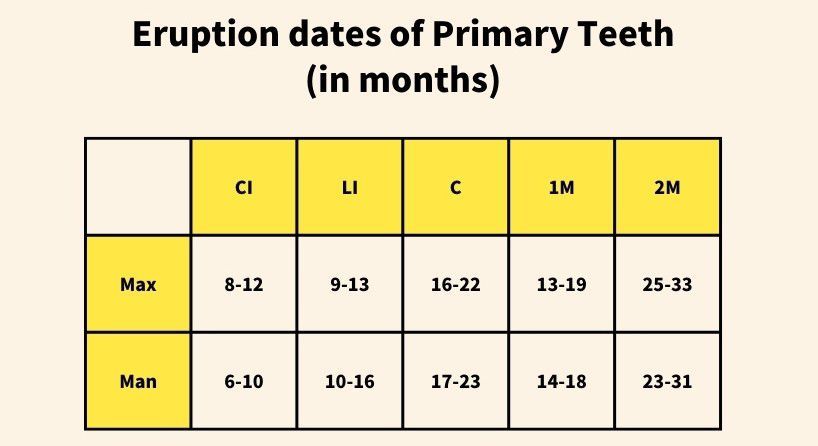 Eruption Dates in Primary Teeth - MEDizzy