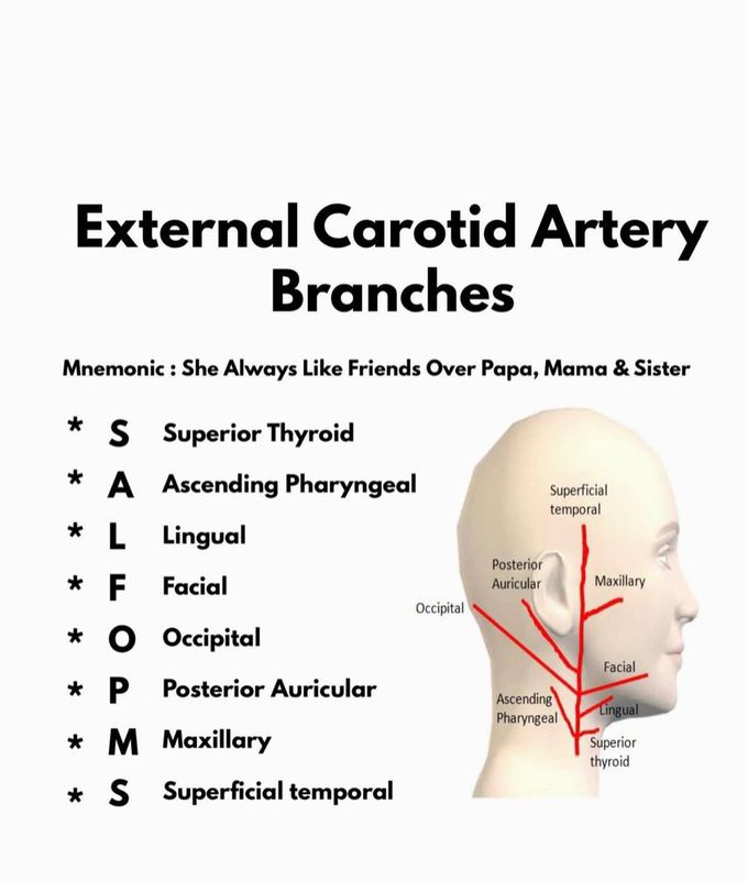 Branches of the External Carotid Artery