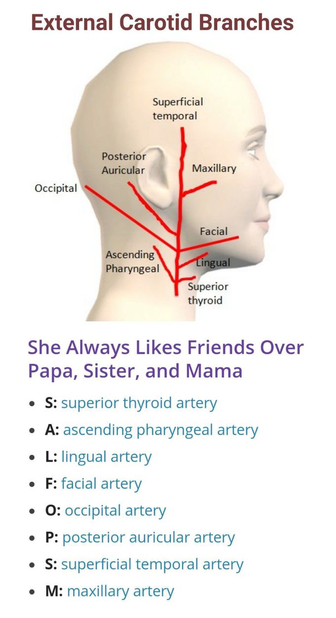 Branches of the External Carotid Artery