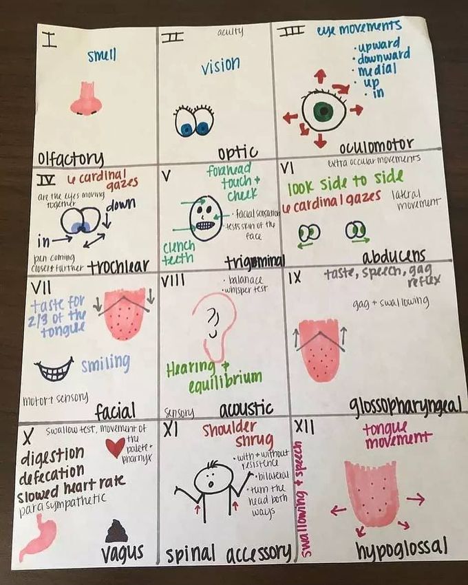 Cranial nerves simplified