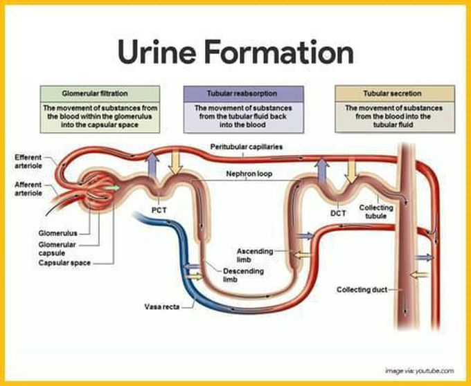 Urine formation