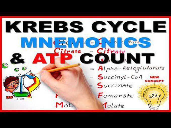 How to Memorize the TCA cycle?