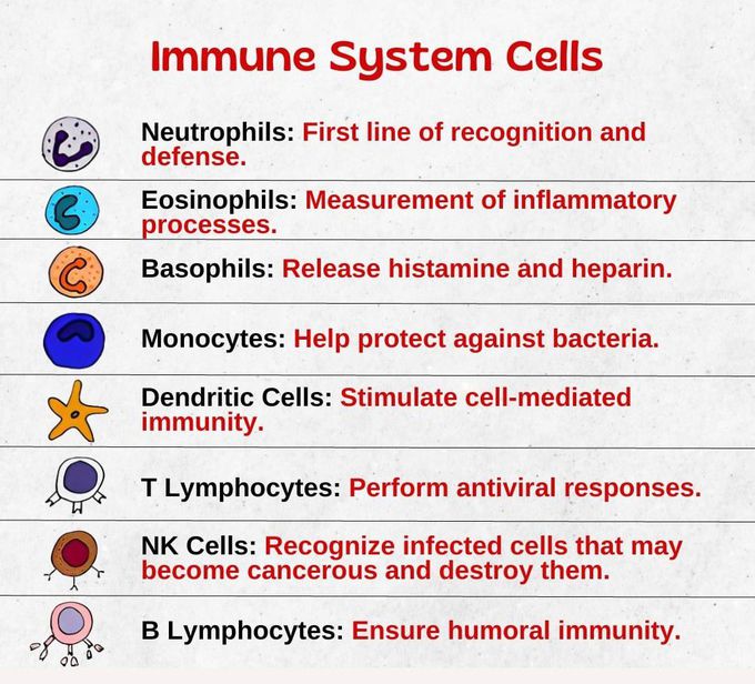 Immune System Cells