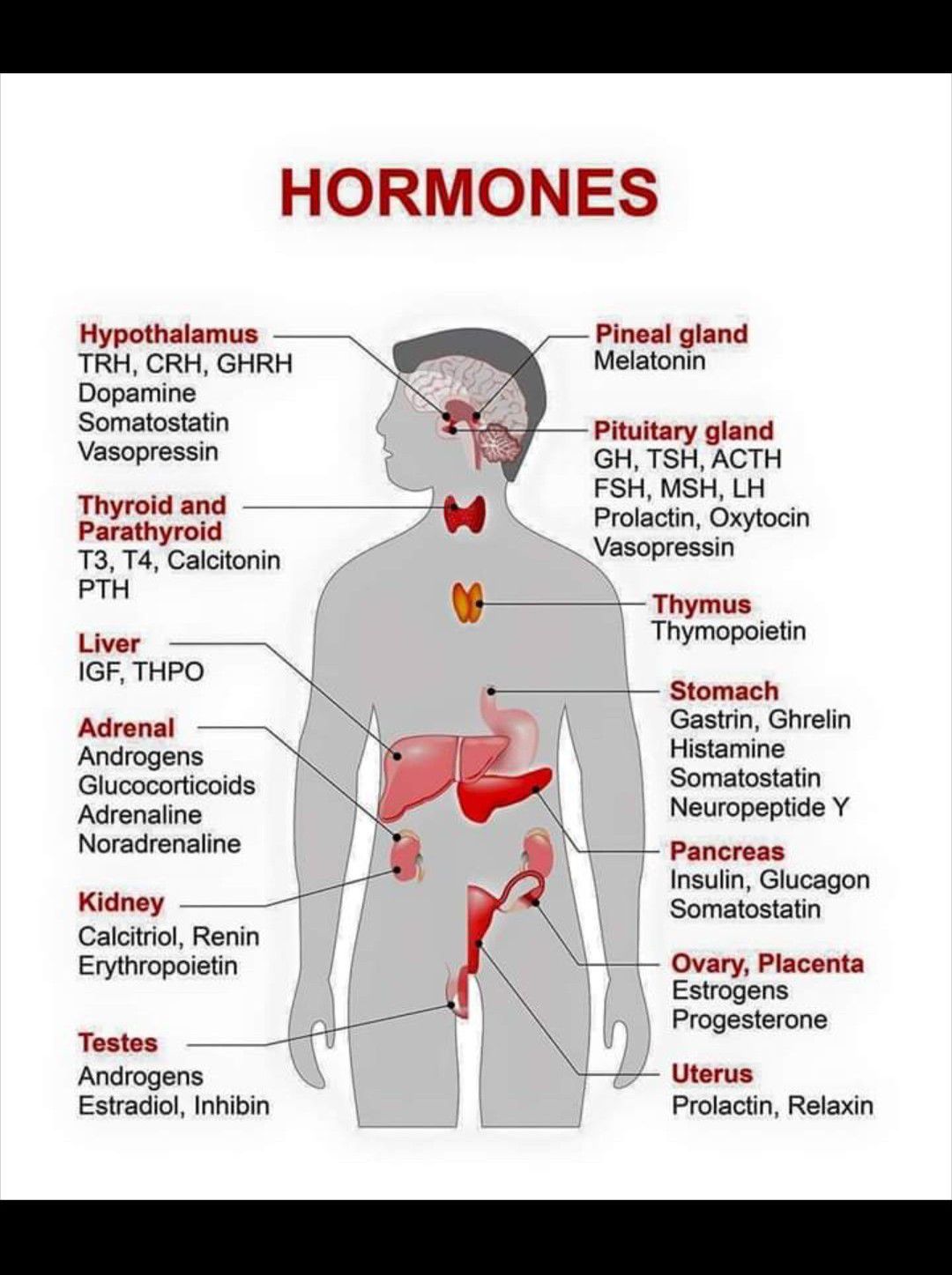 HORMONES - MEDizzy