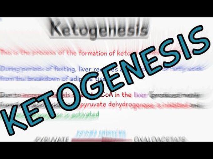 Rapid Overview of Ketone Body Synthesis