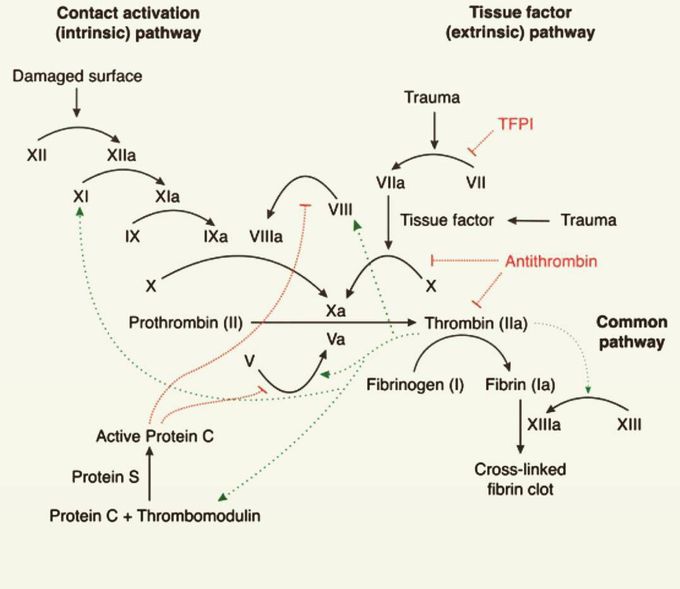 Coagulation Pathway