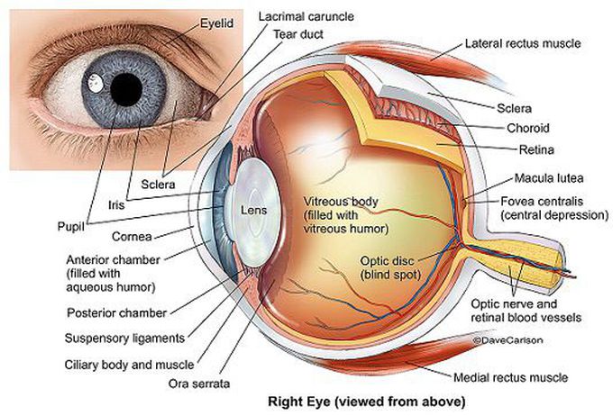 Eye anatomy