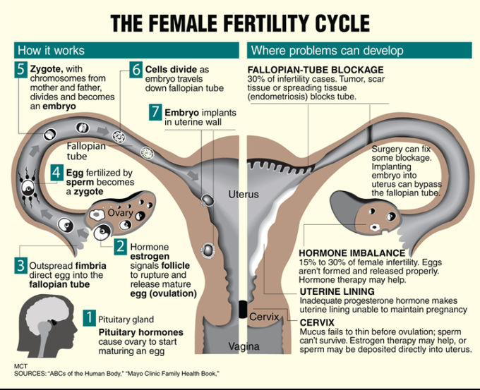 The female fertility cycle - MEDizzy