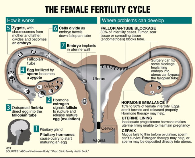 The female fertility cycle