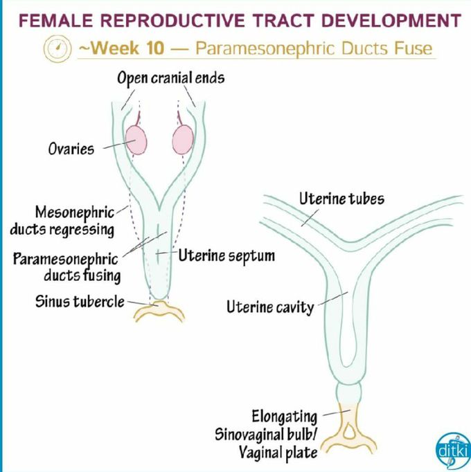 Development of females reproductive tract