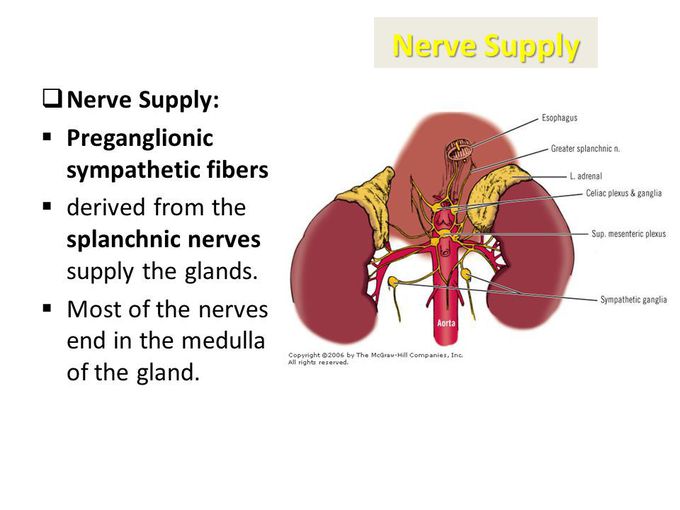 This is how nerve supply of adrenal gland looks like!