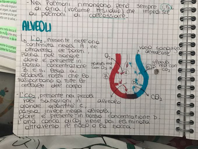 Alveoli