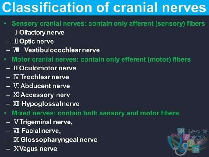 Nerves