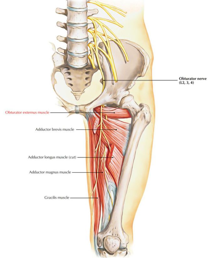 OBTURATOR NERVE