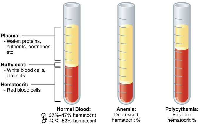 Normal components of blood