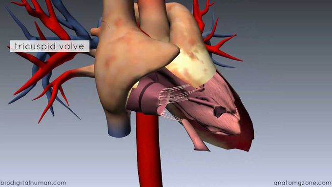 Heart Anatomy - Right Ventricle - 3D Anatomy Tutorial