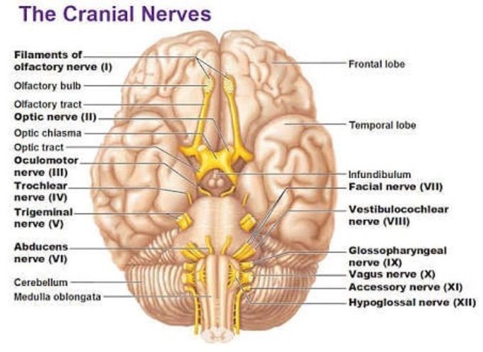 The cranial nerves