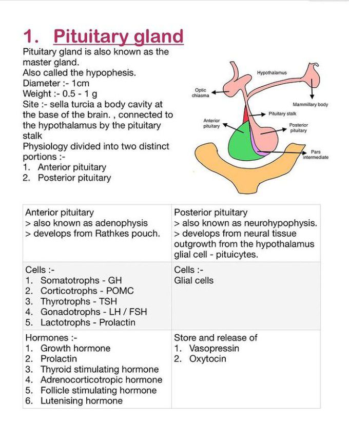 Pituitary Gland