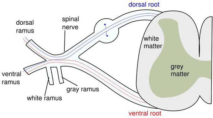 Lower motor neuron lesion