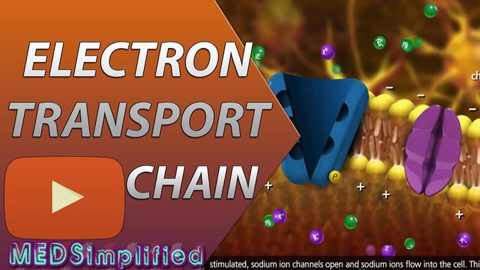 Electron Transport Chain Simplified- Part 1