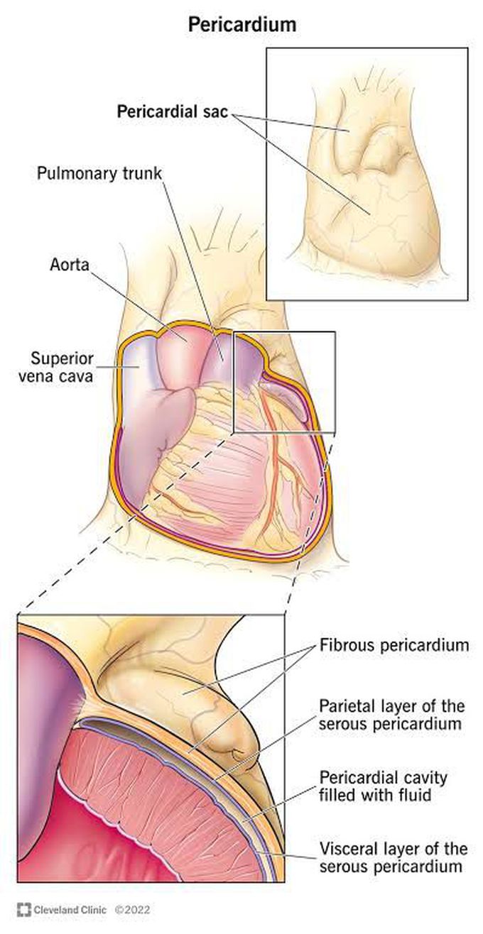 Pericardium